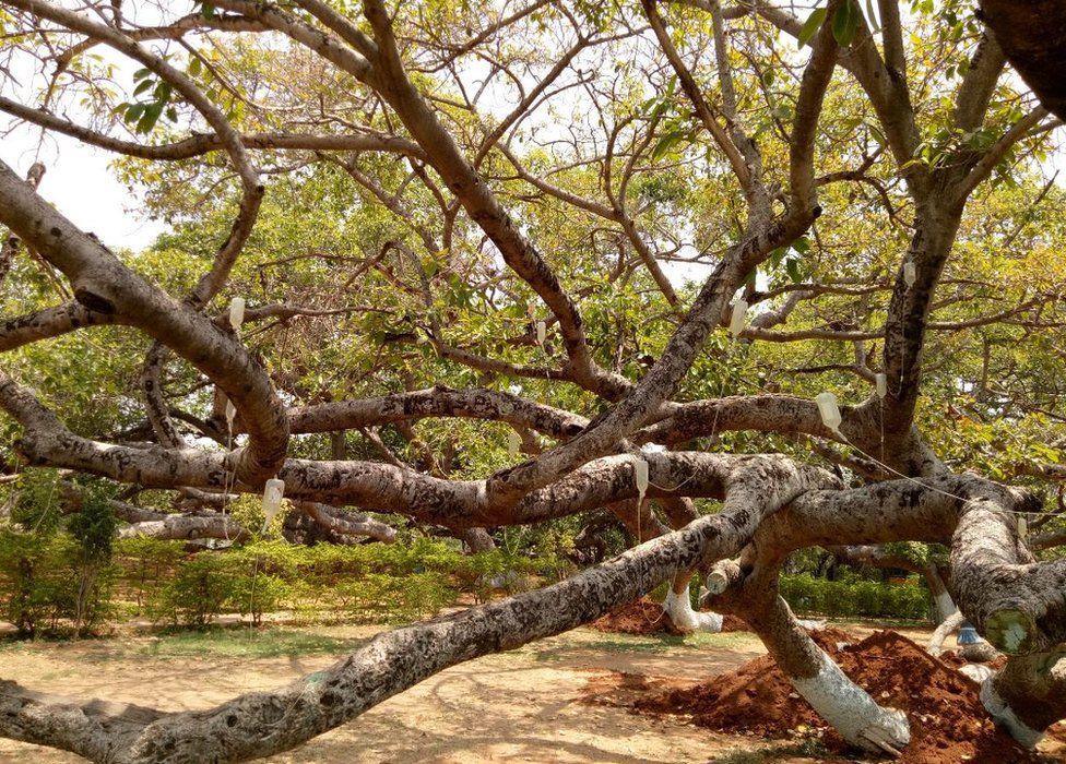 700-year-old banyan tree