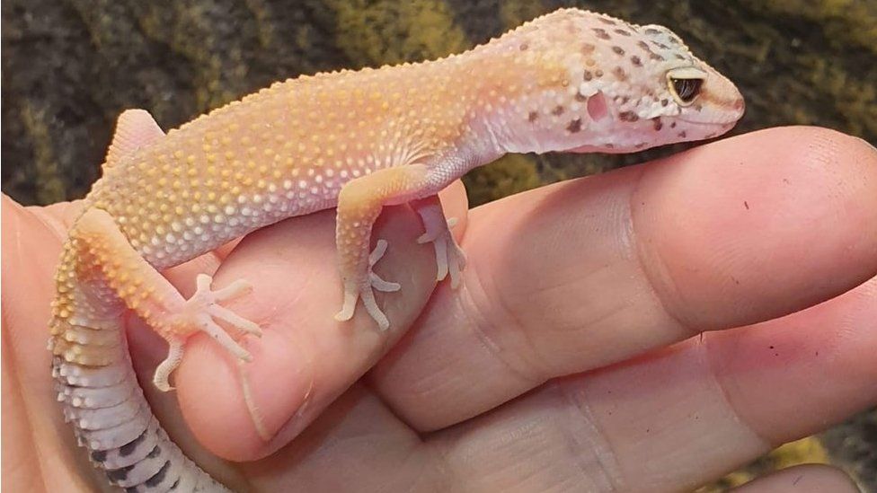 Gecko stolen in Motherwell