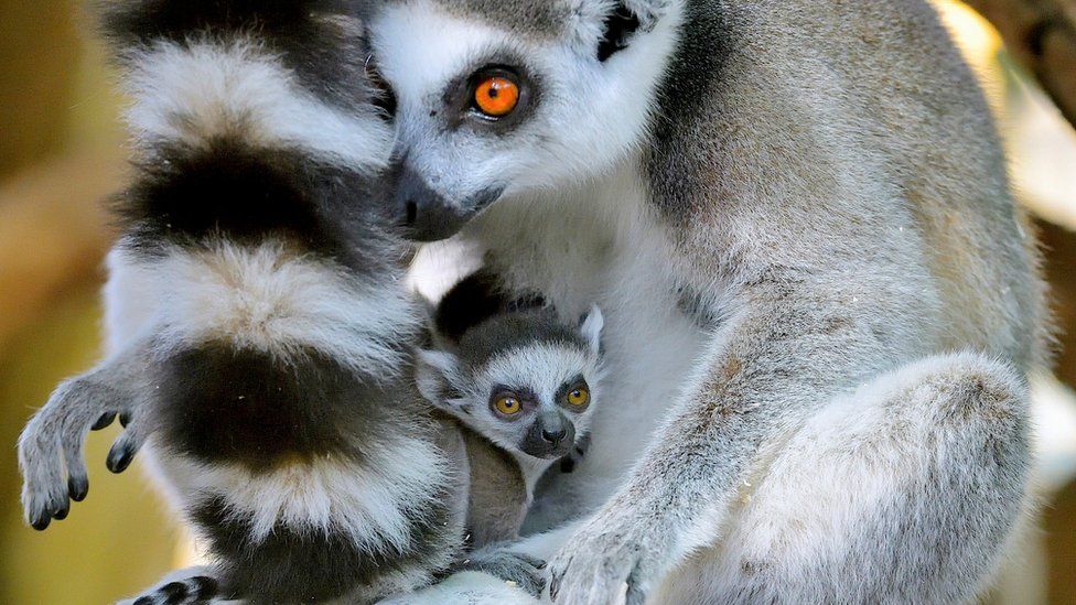 lemur with its mother, nestled behind mother's bushy tail