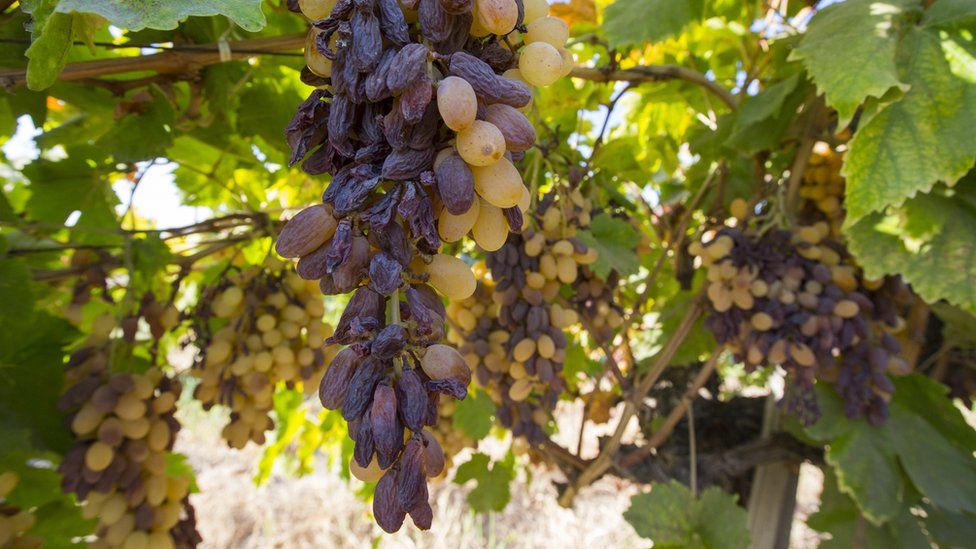 Grapes damaged by heat and drought