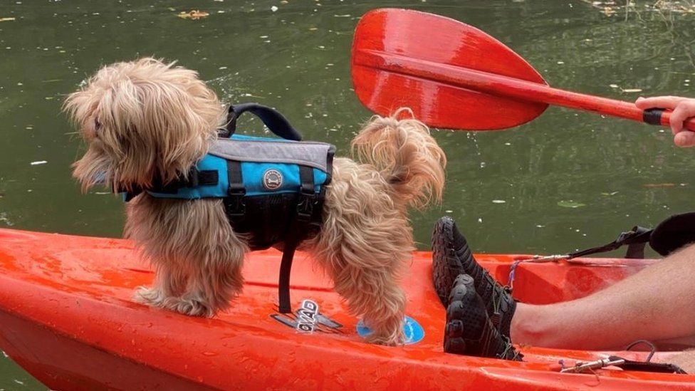 A small dog standing on the front of a kayak wearing a life jacket