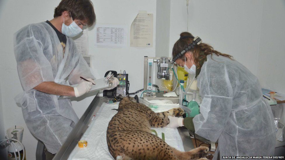 Lynx undergoing treatment