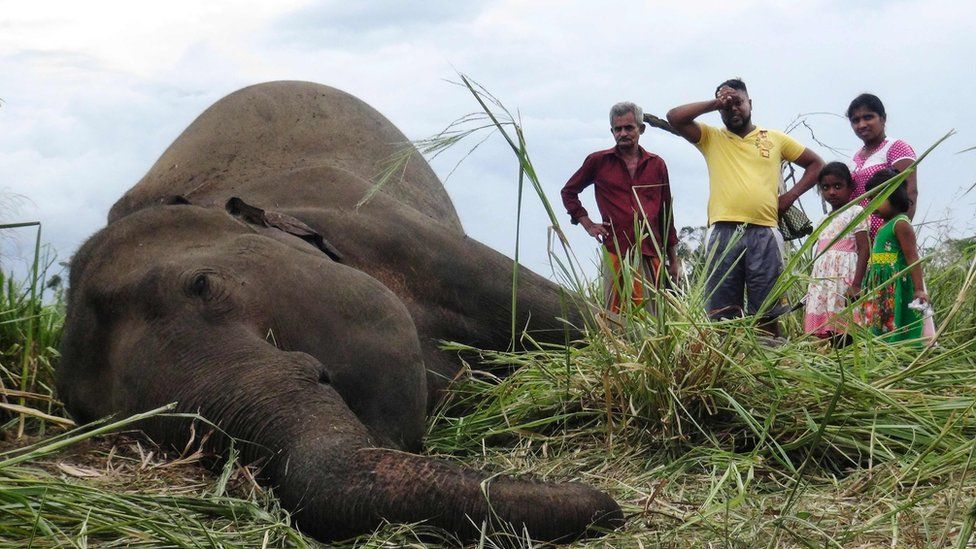 Villagers stand next to the dead body of an elephant laying in a field