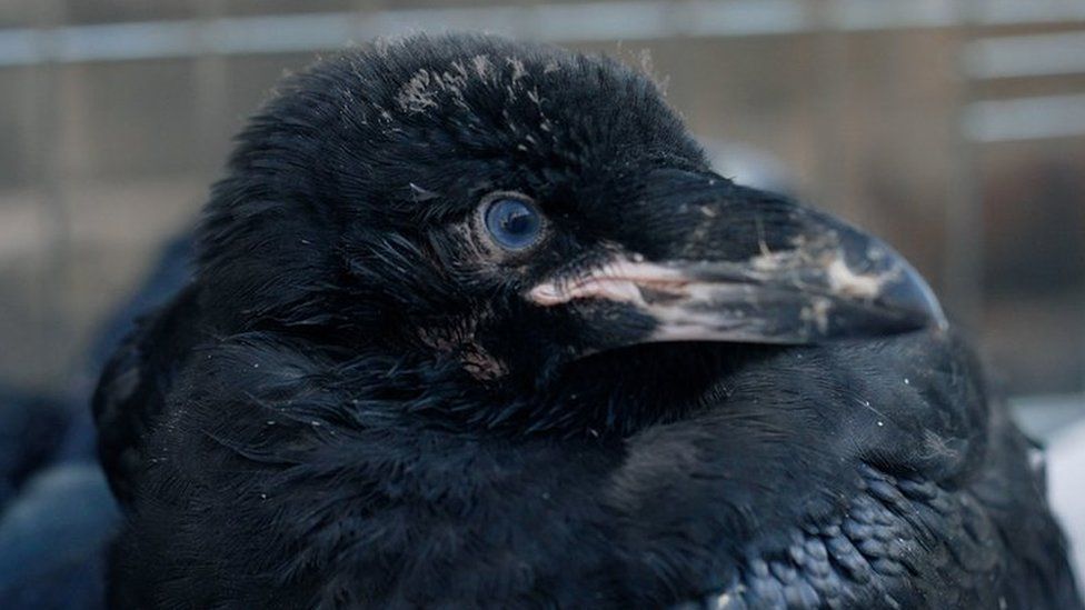 Tower Of London Public To Vote On Baby Raven S Name Bbc News