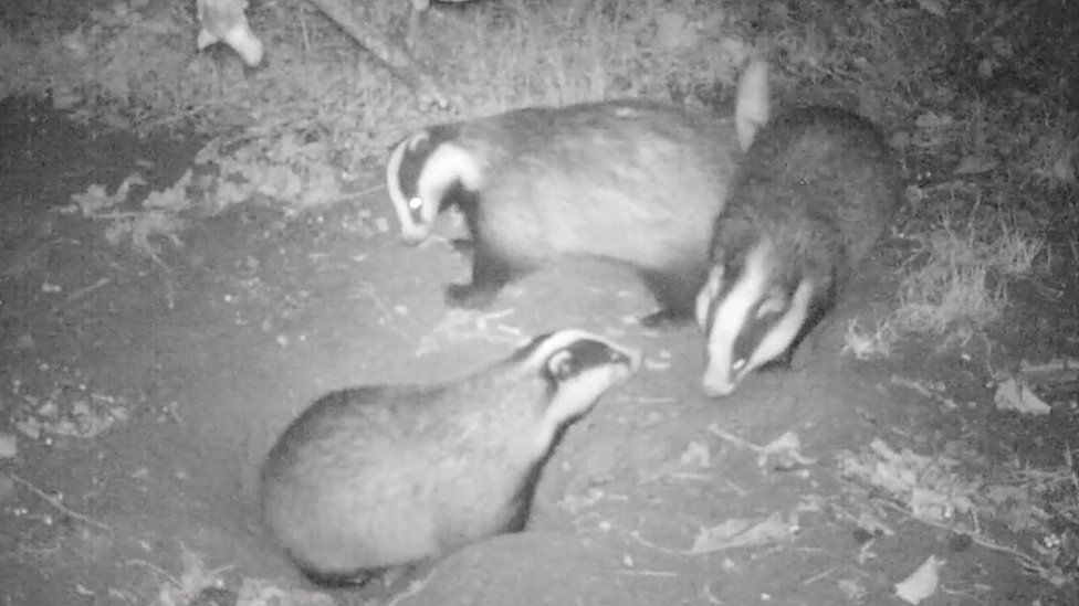 Badgers in sett at night
