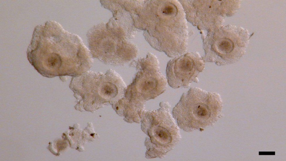 Rhino eggs, or oocytes, under the microscope
