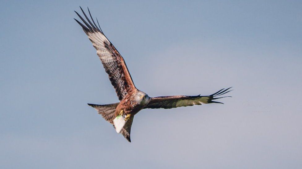 Red kite with cup in talons