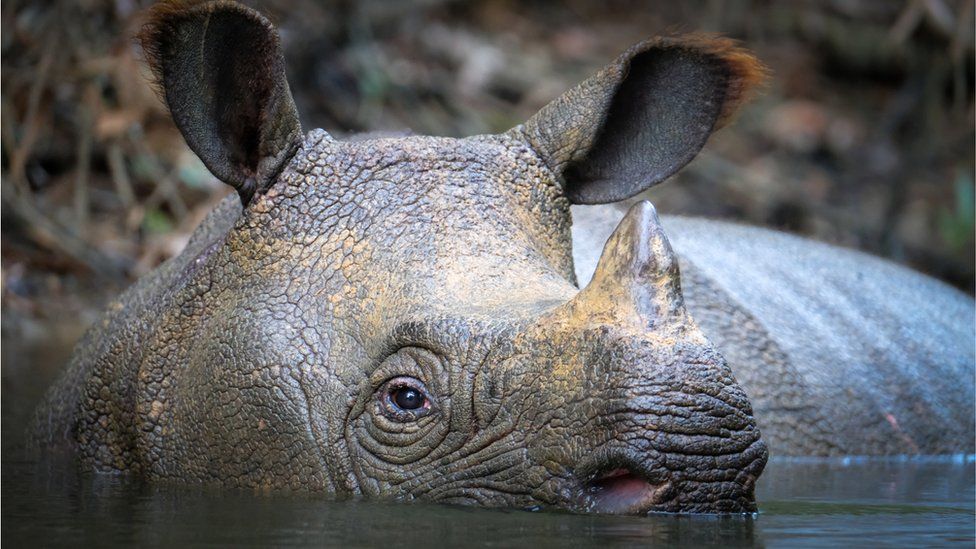 Javan rhinos: Endangered species welcomes two new arrivals - BBC Newsround