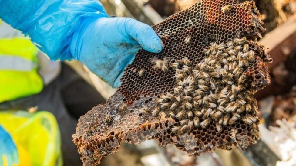 Bees being removed