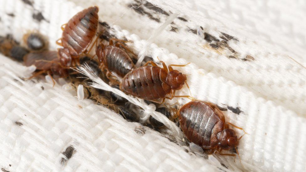 A group of bed bugs