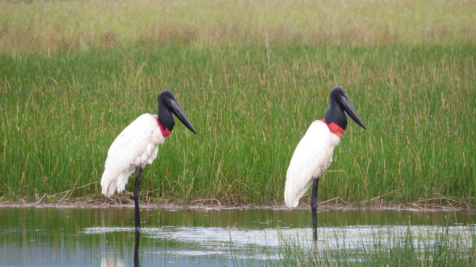Jabirus birds in Kanashen wetlands