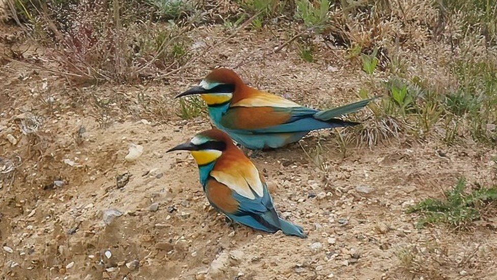 Bee-eaters in Norfolk