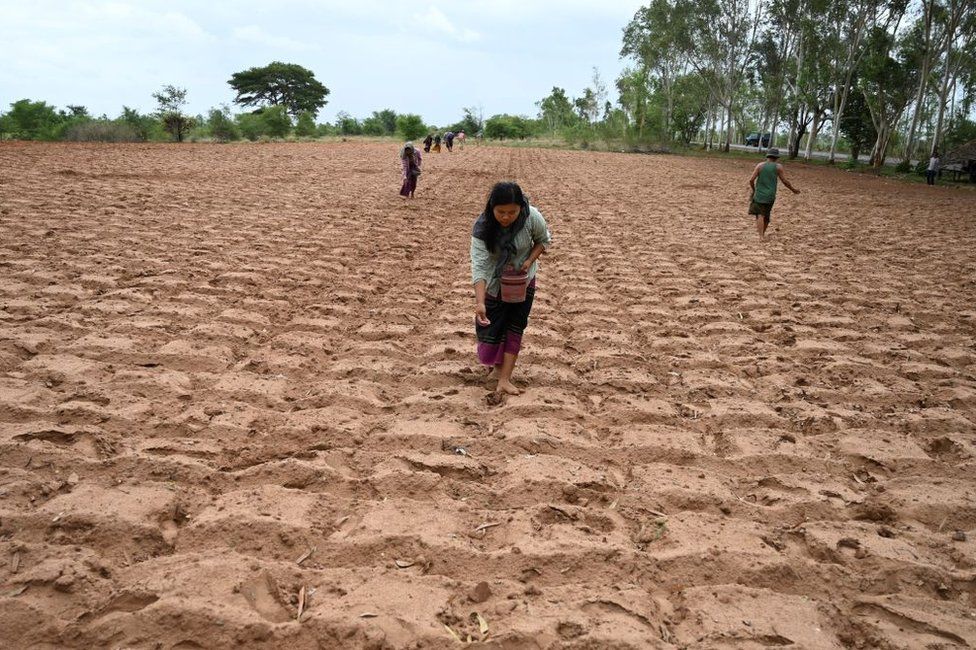 Farmers sow seeds at a field in Magway on July 7, 2019