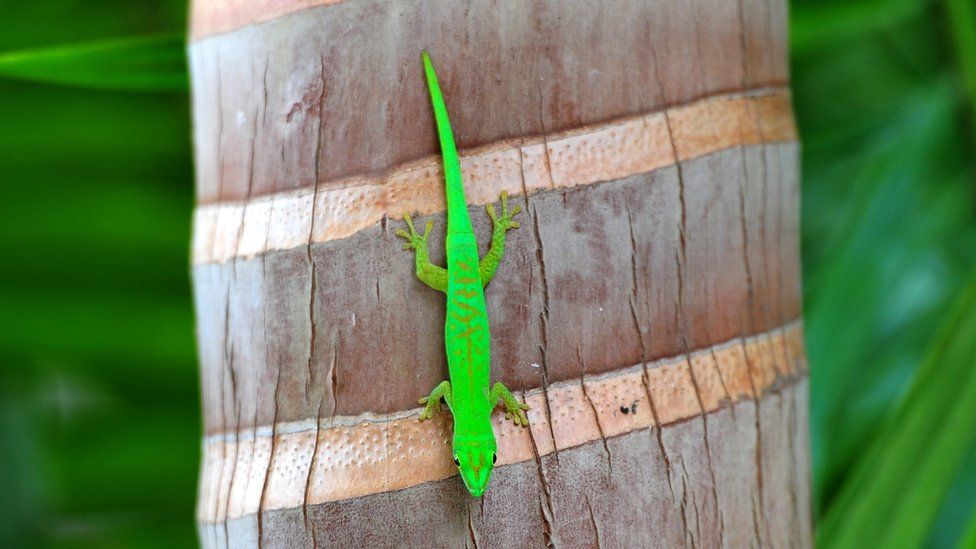 Green Gecko on a palm tree