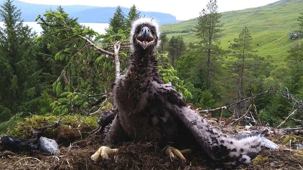 Sea eagle chick