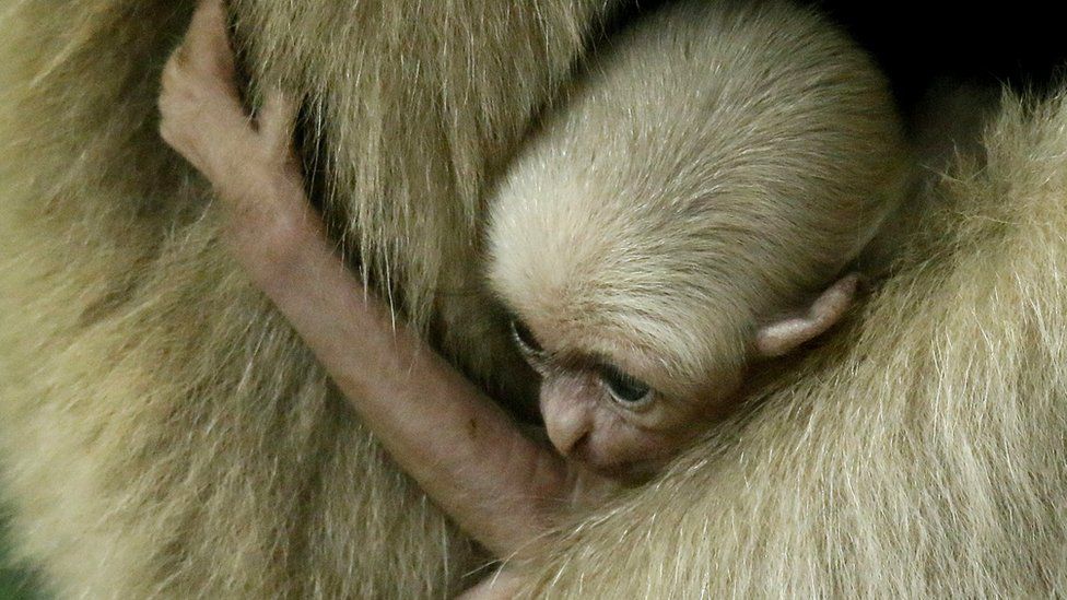 A baby gibbon in the arms of its mother.