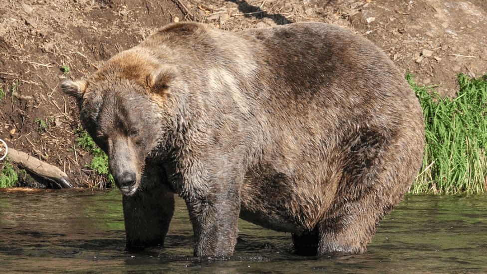 Fat Bear Week 480 Otis crowned chunkiest boy in Alaska BBC News