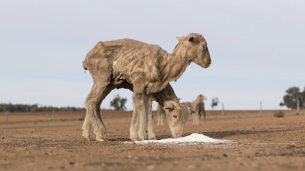 Skinny sheep feed on a parched farm in New South Wales