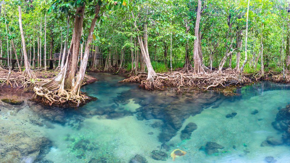 High numbers of known and unknown rare trees are found in mangrove forests
