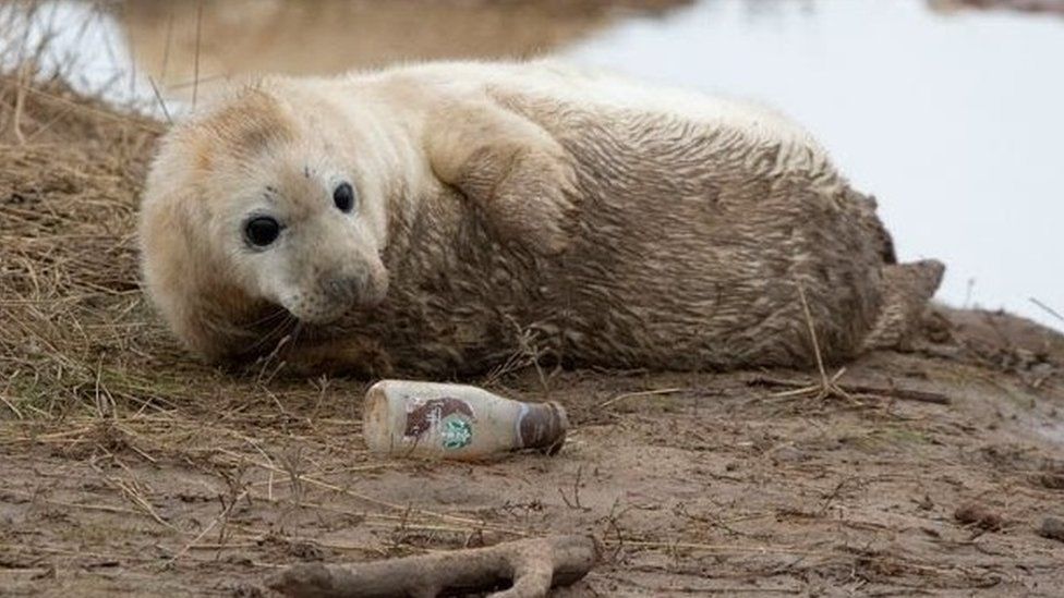Seal looking at bottle on beach