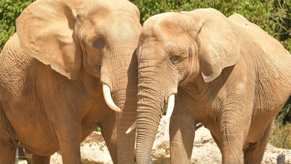 Elefanti allo zoo di Colchester