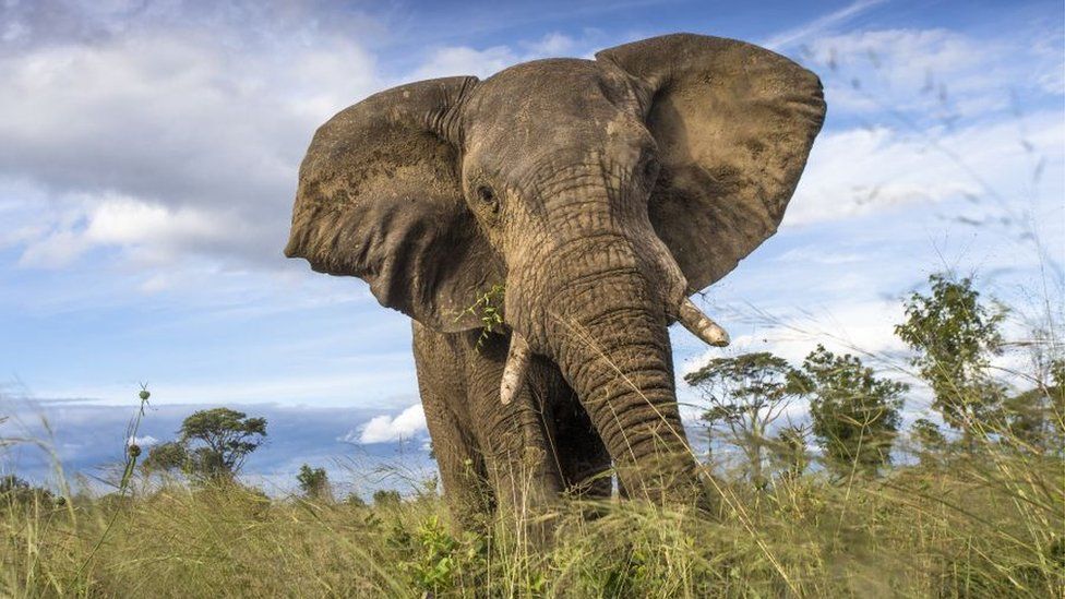 An elephant in Zimbabwe's Hwange National Park
