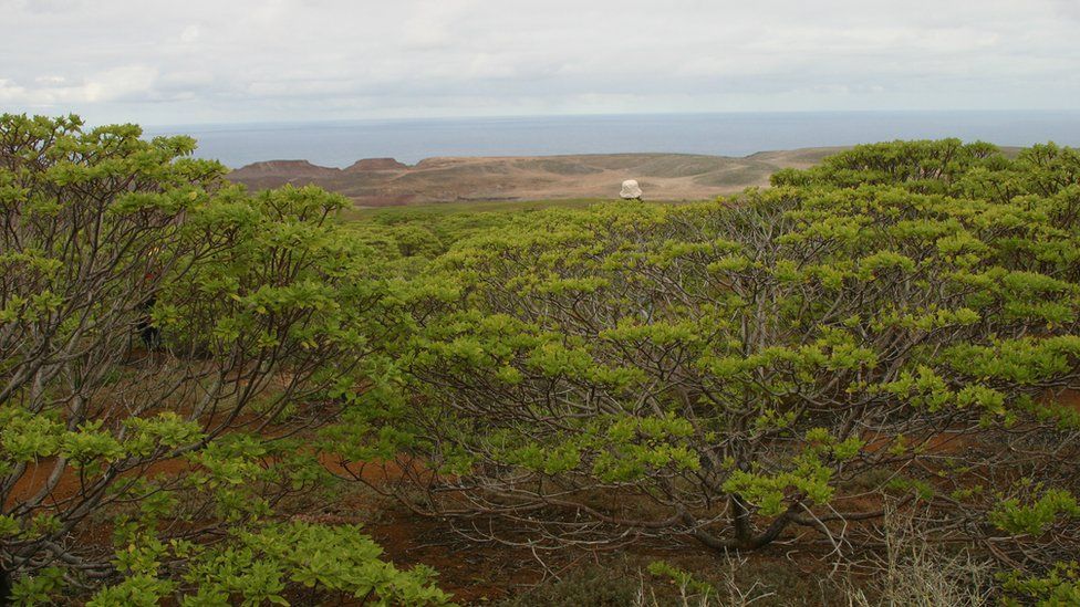 The Millennium Forest in St Helena