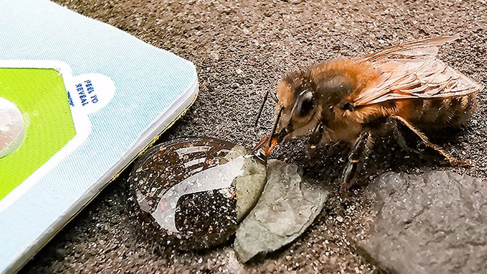 Bee Saviour card and honey bee