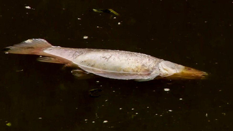 Dead fish in Leeds & Liverpool Canal