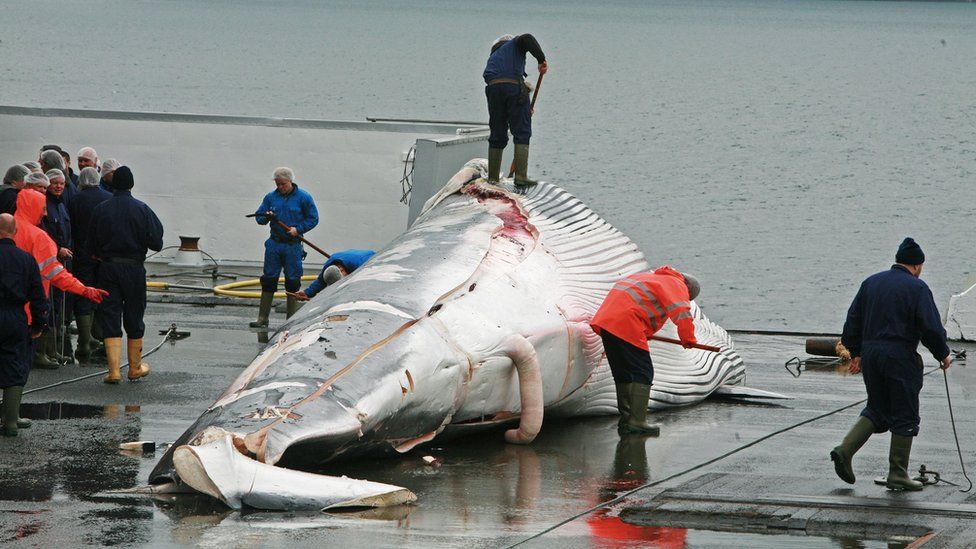 Handout photo of fin whale corpse in Iceland