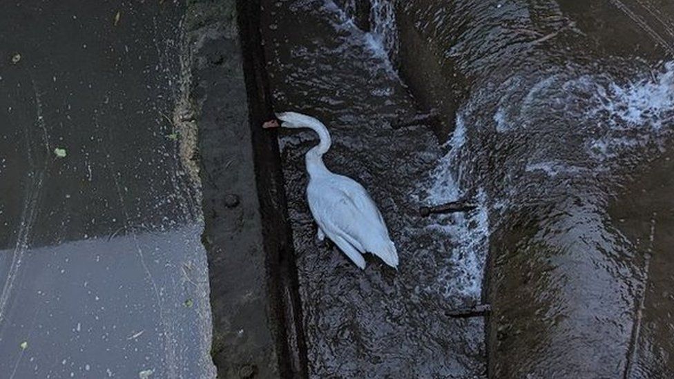 The trapped swan