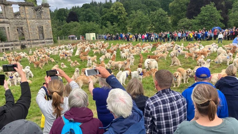 Golden retriever gathering