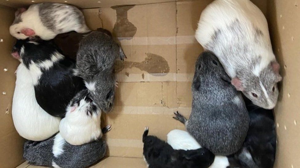 Leicester: Appeal after guinea pigs found abandoned in cardboard box