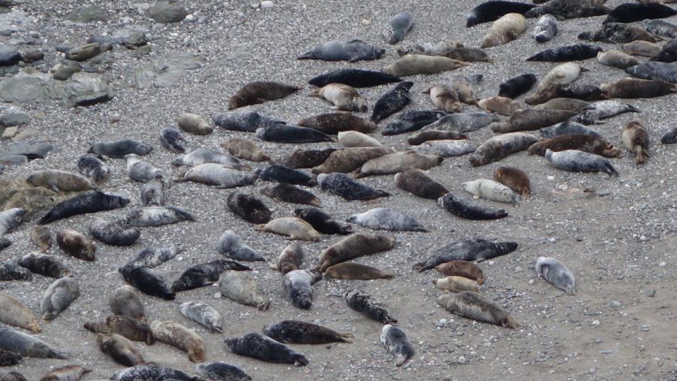 Seals relaxing on beach