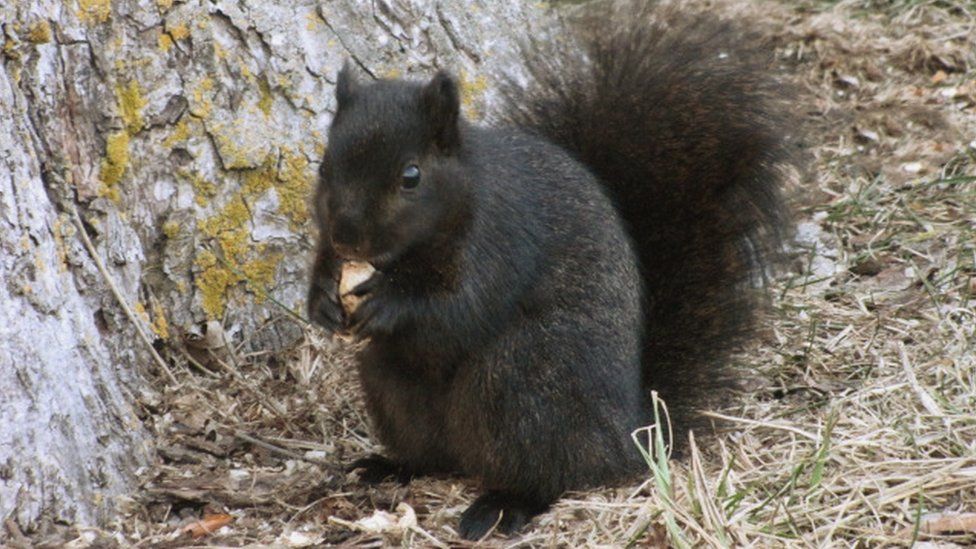 A melanic or black grey squirrel