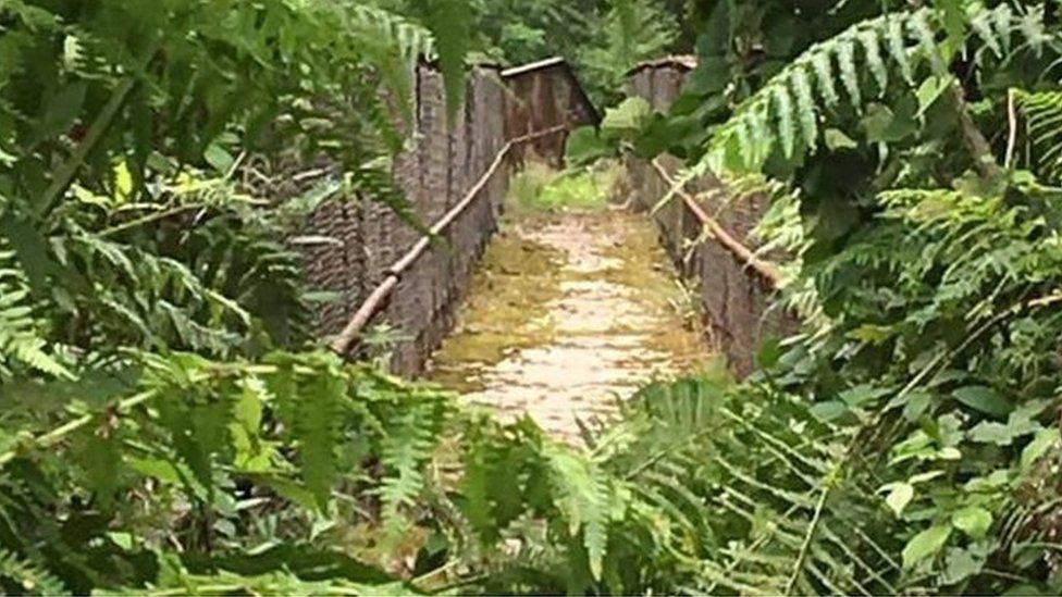Overgrown railway bridge