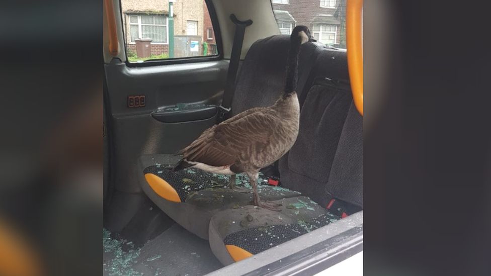 Goose in taxi