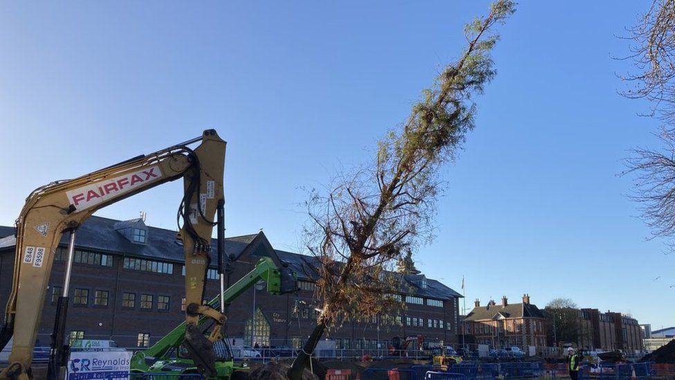 The first batch of trees are being planted in Queens Gardens