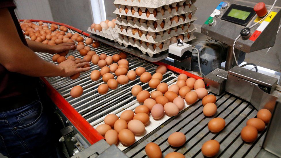 Egg production line in Wortel near Antwerp, Belgium, on 8 August 2017
