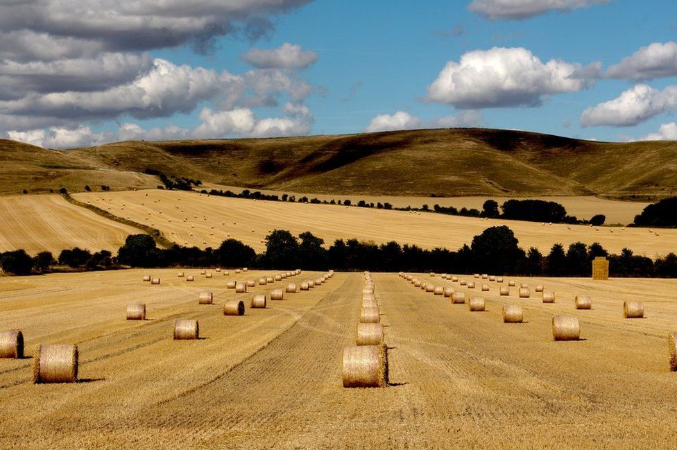 Fields of harvest