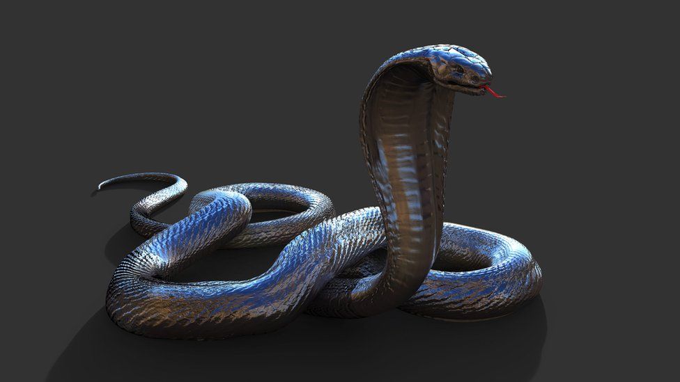 cobra snake - Recherche Google  Snake, King cobra snake, King cobra