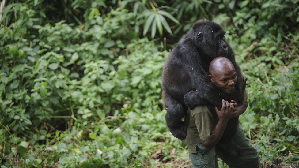 Смотритель национального парка Вирунга играет с осиротевшей горной гориллой, которая сидит у него на спине