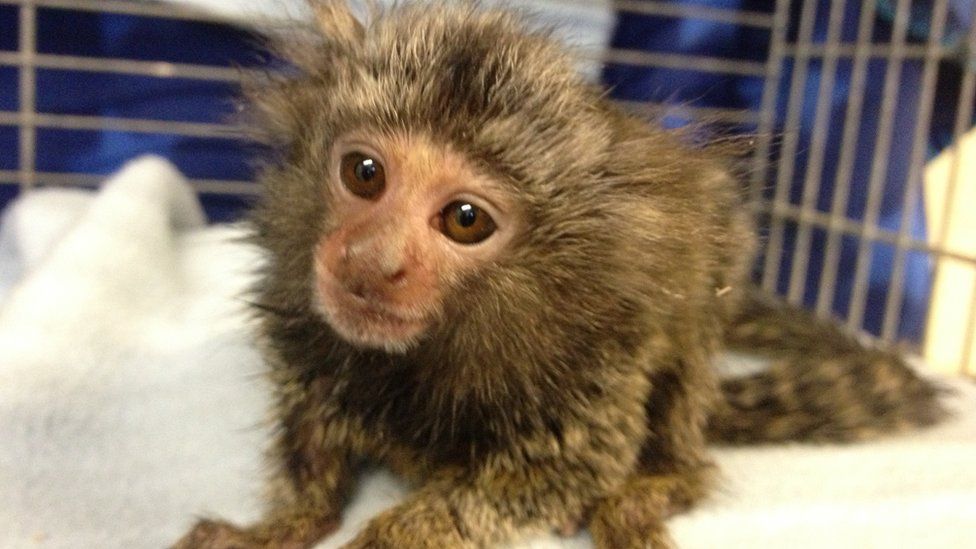A cute baby monkey in a cage