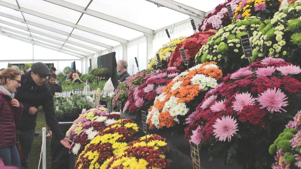 A selection of colourful chrysanthemums