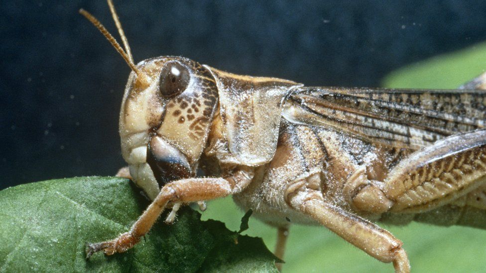 Locust - file pic