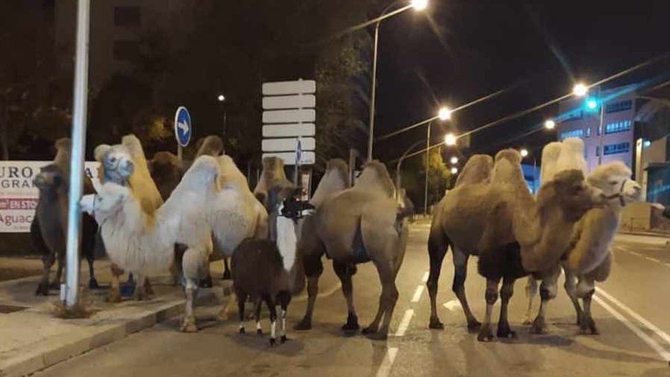 camels in Madrid