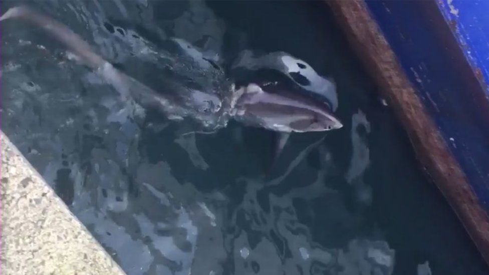 Thresher shark caught on camera at Fishguard Harbour BBC News