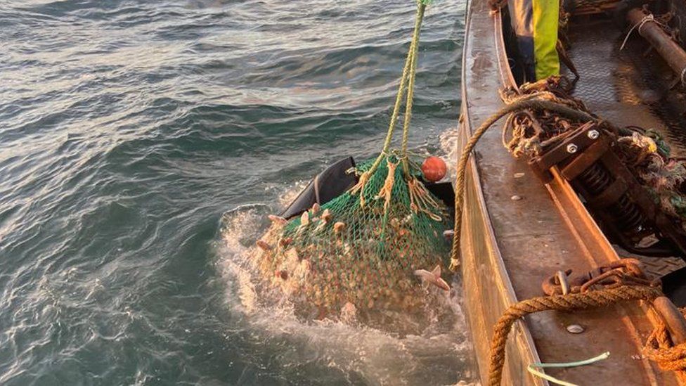 A Manx fishing vessel caught and relocated the scallops