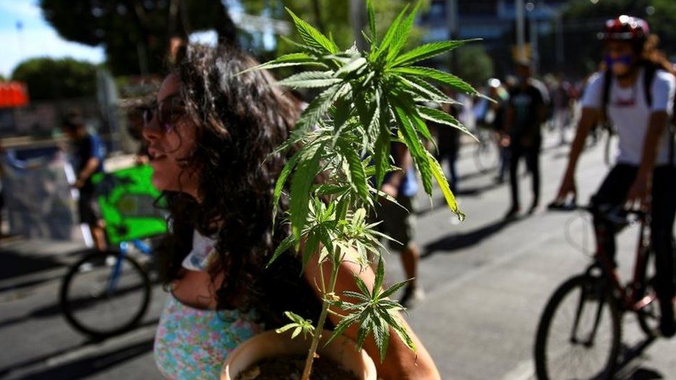 A woman carries a marijuana plant during a march for the full regularization of cannabis