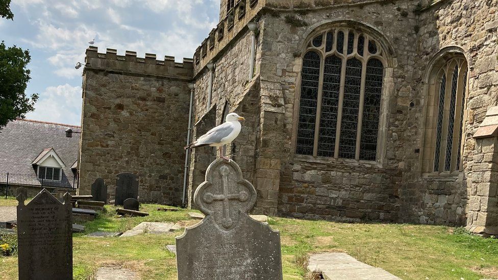 Seagull by the church
